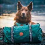 Wilderdog